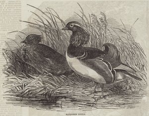 Mandarin Ducks